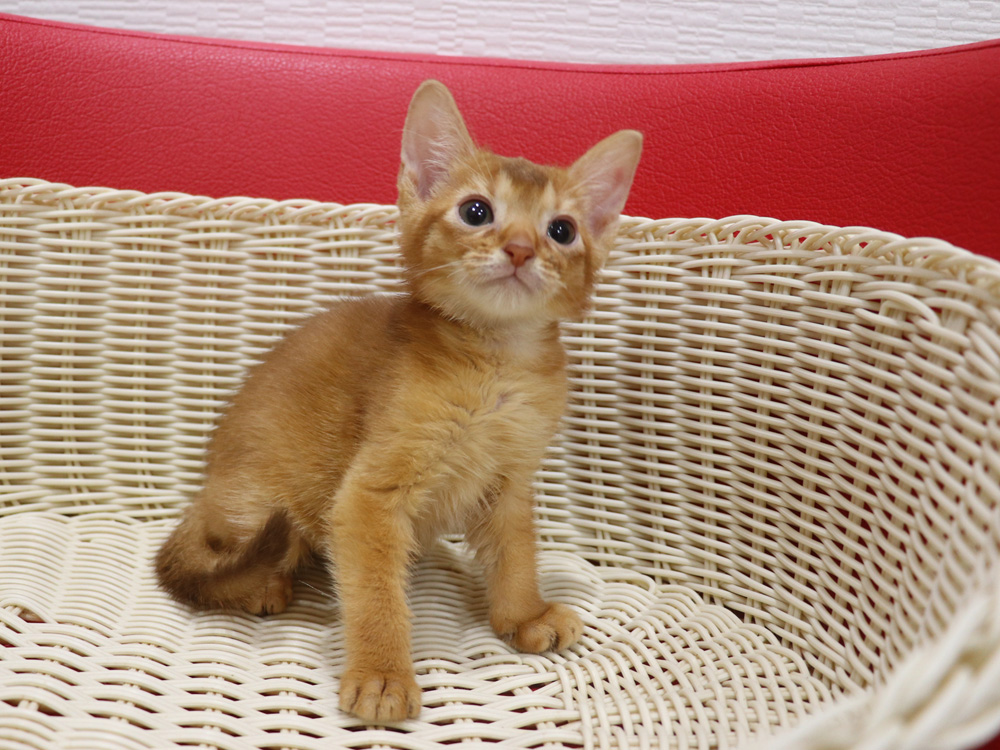 アビシニアンの子猫画像