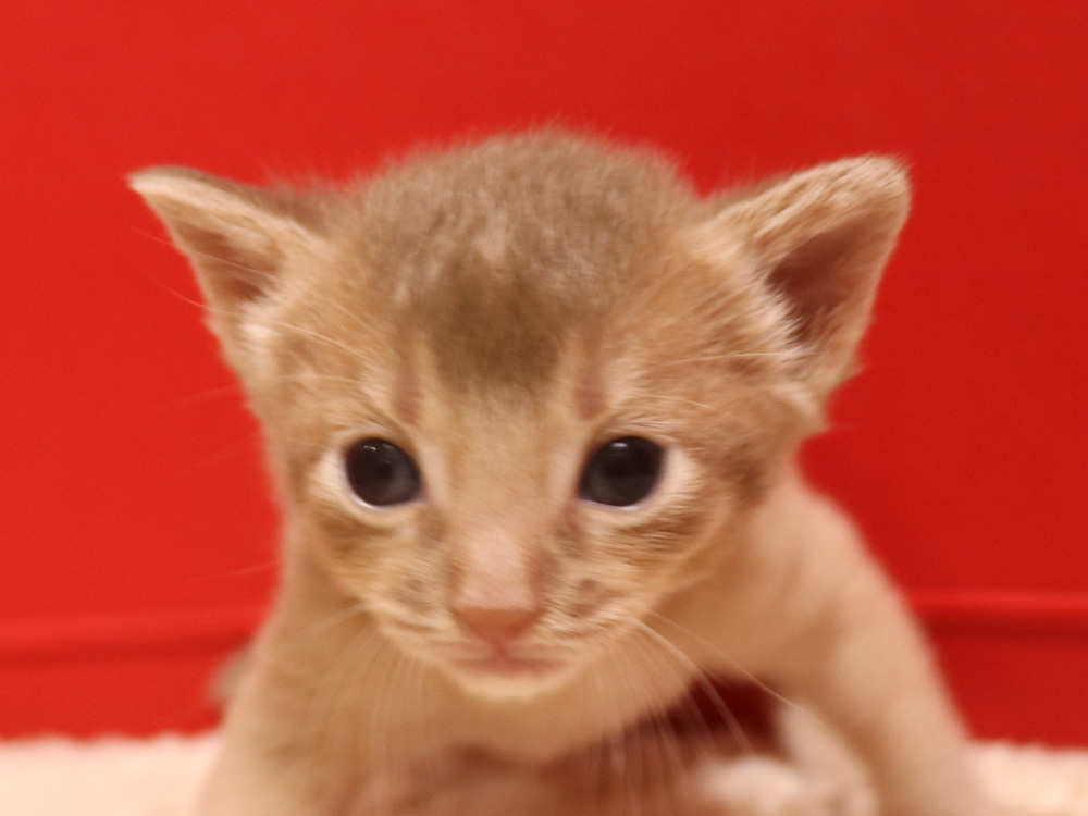 アビシニアンの子猫画像