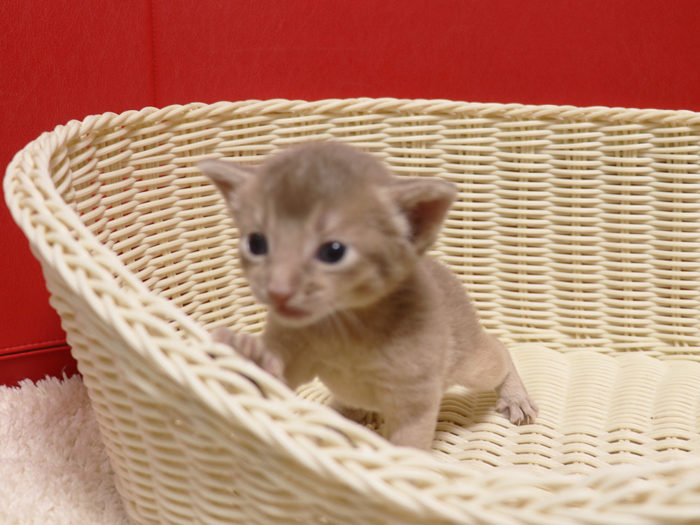 アビシニアンの子猫画像