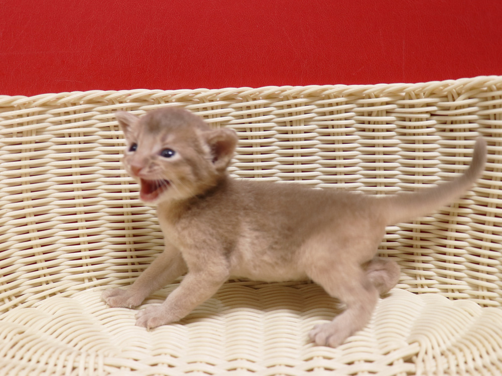 アビシニアンの子猫画像