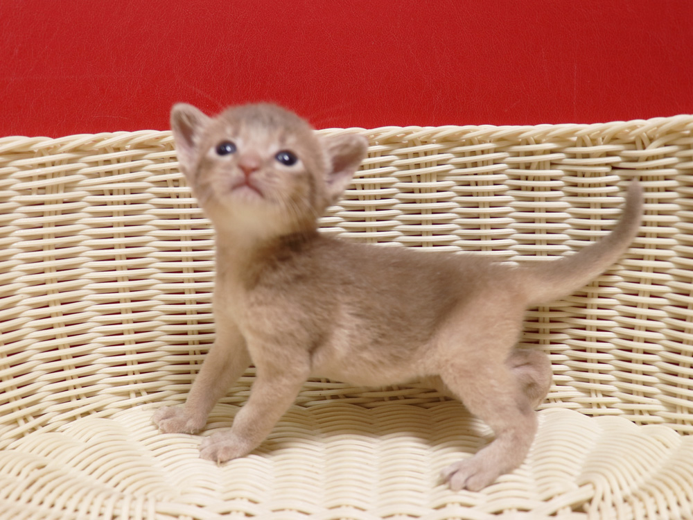 アビシニアンの子猫画像