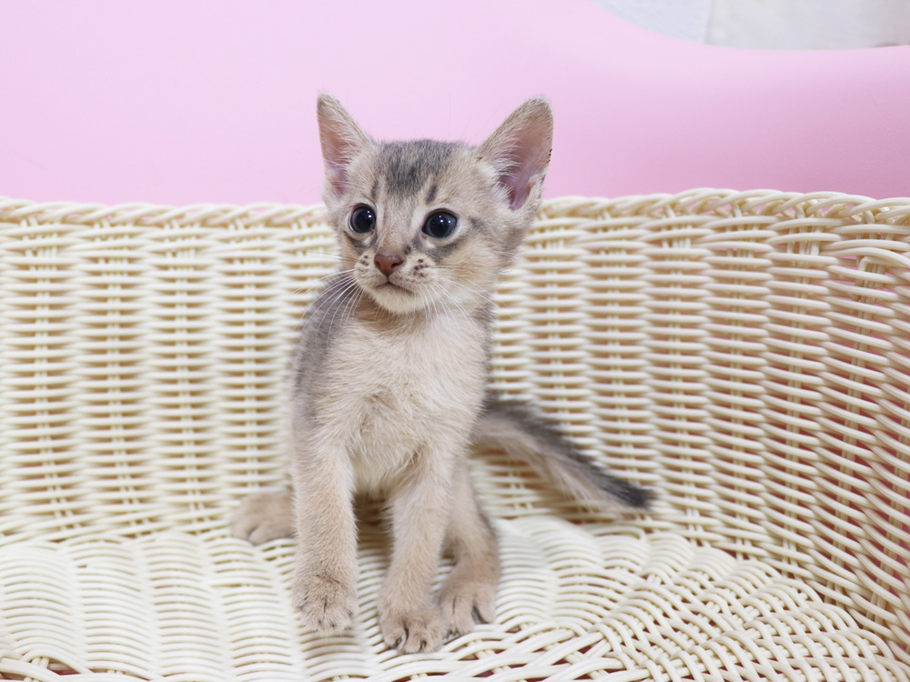 アビシニアンの子猫画像