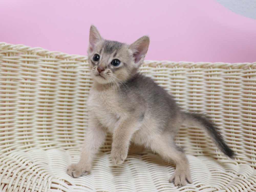 アビシニアンの子猫画像