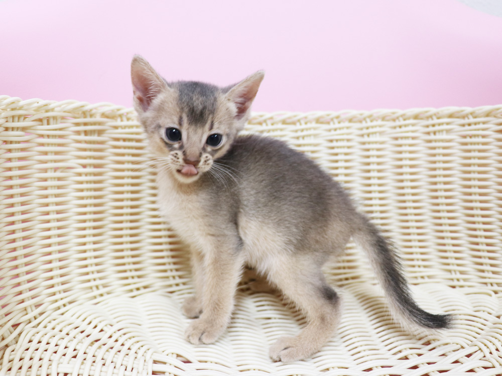 アビシニアンの子猫画像