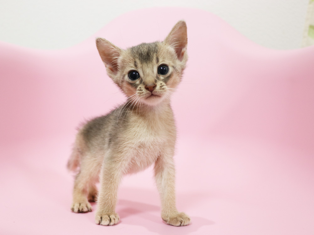 アビシニアンの子猫画像
