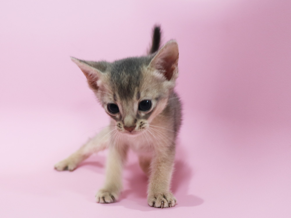 アビシニアンの子猫画像