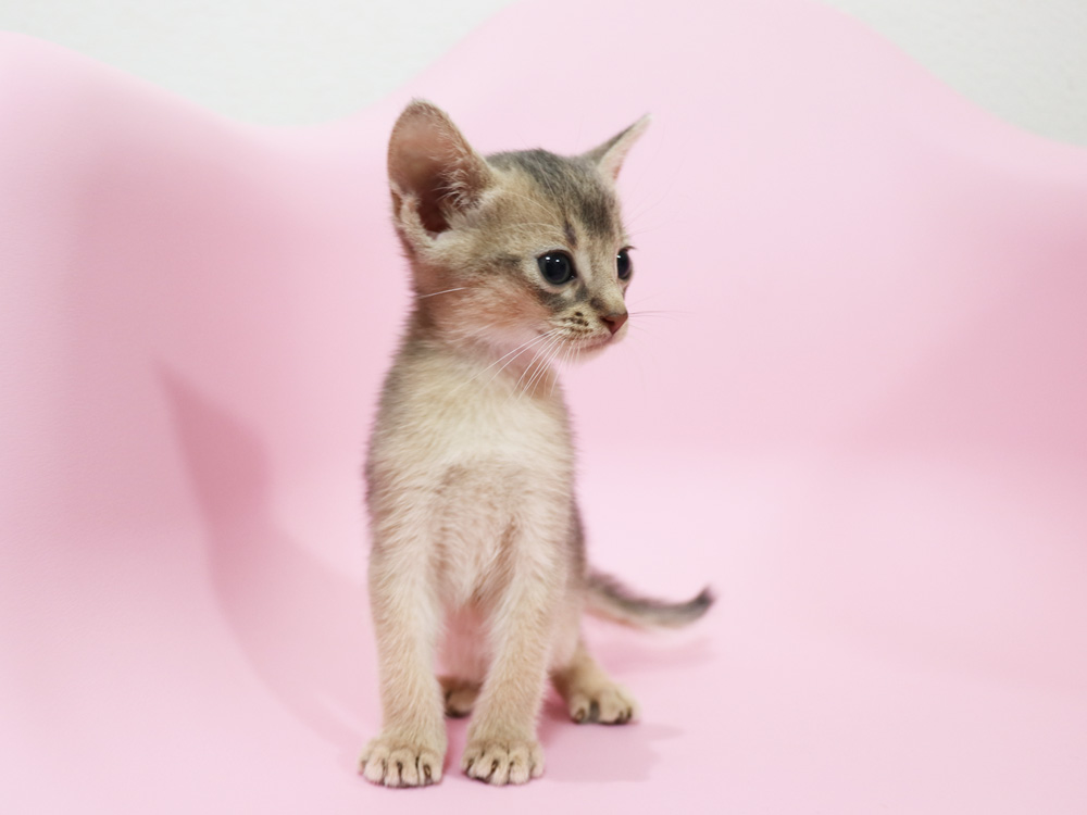 アビシニアンの子猫画像