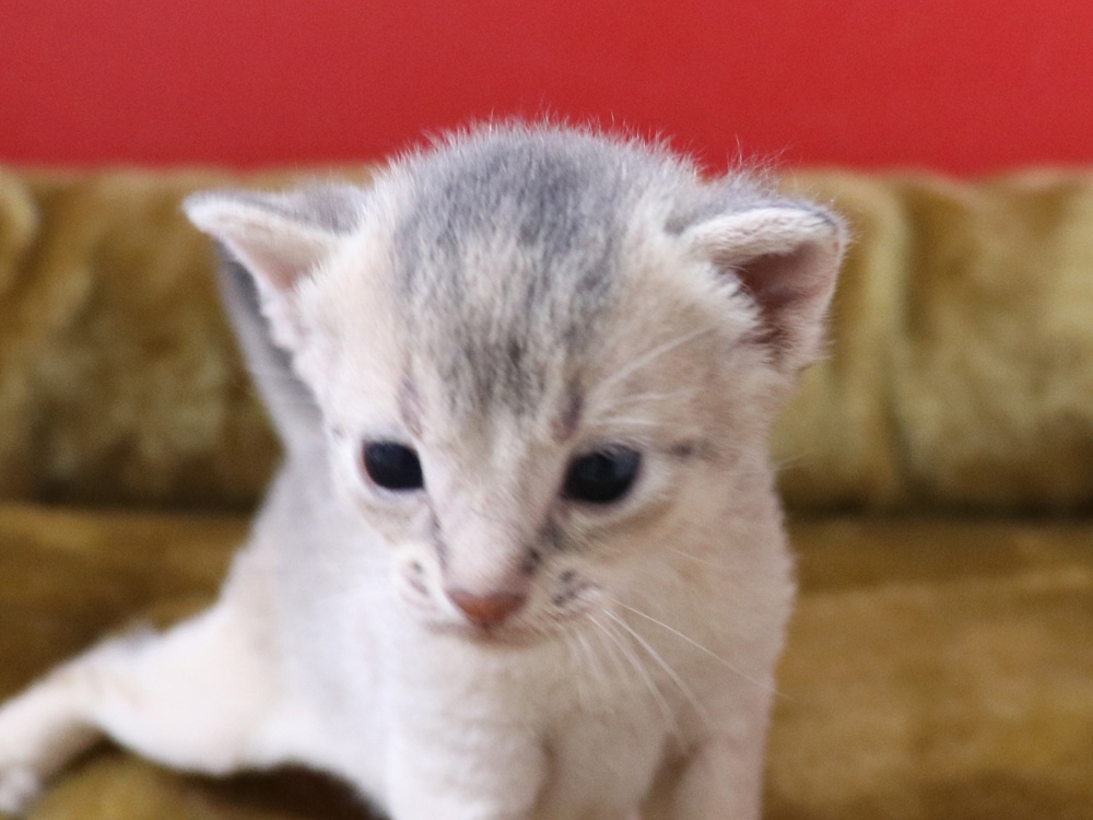 アビシニアンの子猫画像