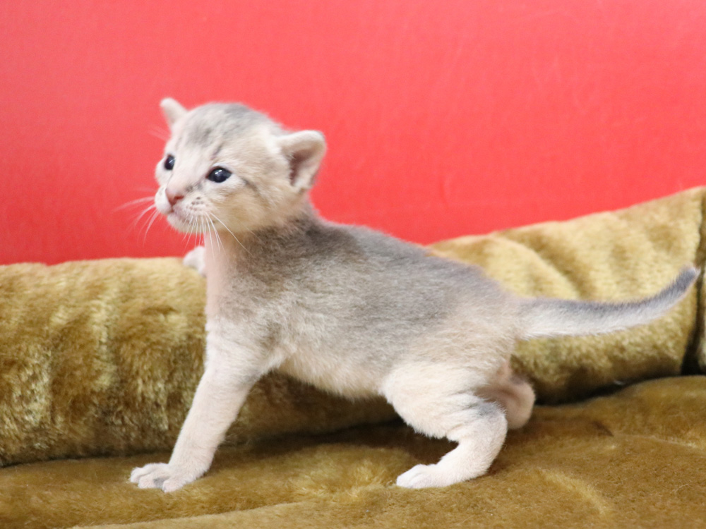 アビシニアンの子猫画像