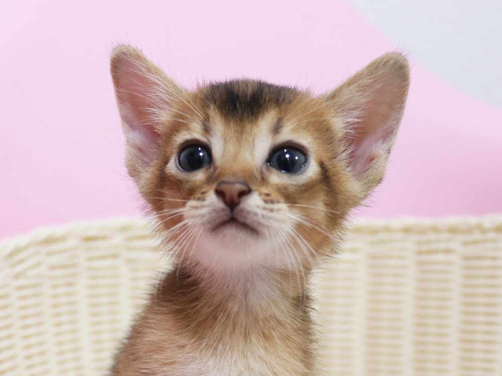 アビシニアンの子猫画像