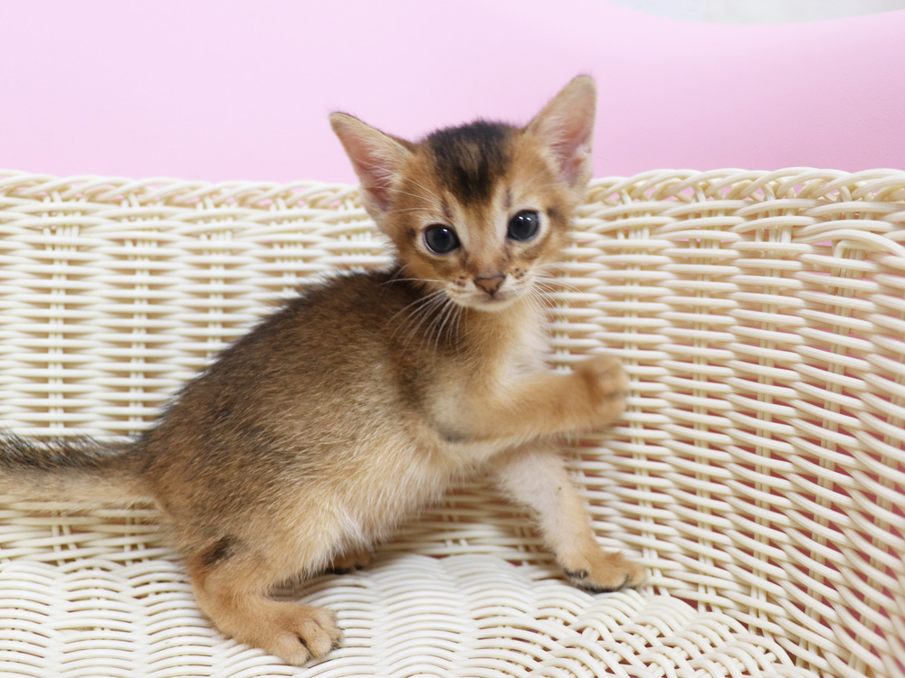 アビシニアンの子猫画像