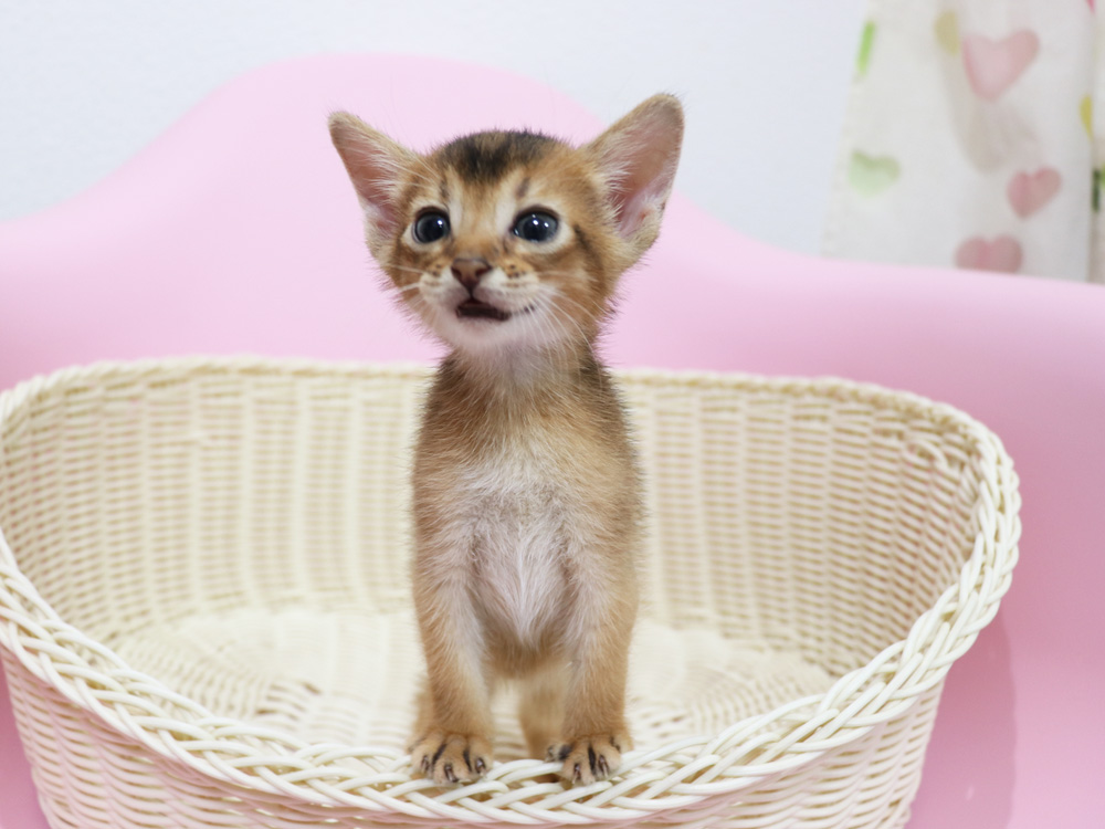 アビシニアンの子猫画像