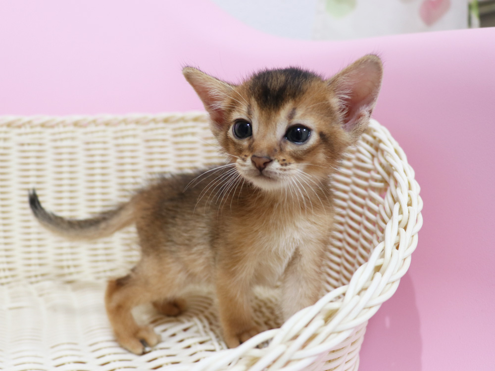 アビシニアンの子猫画像