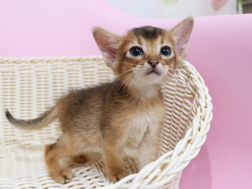 アビシニアンの子猫画像