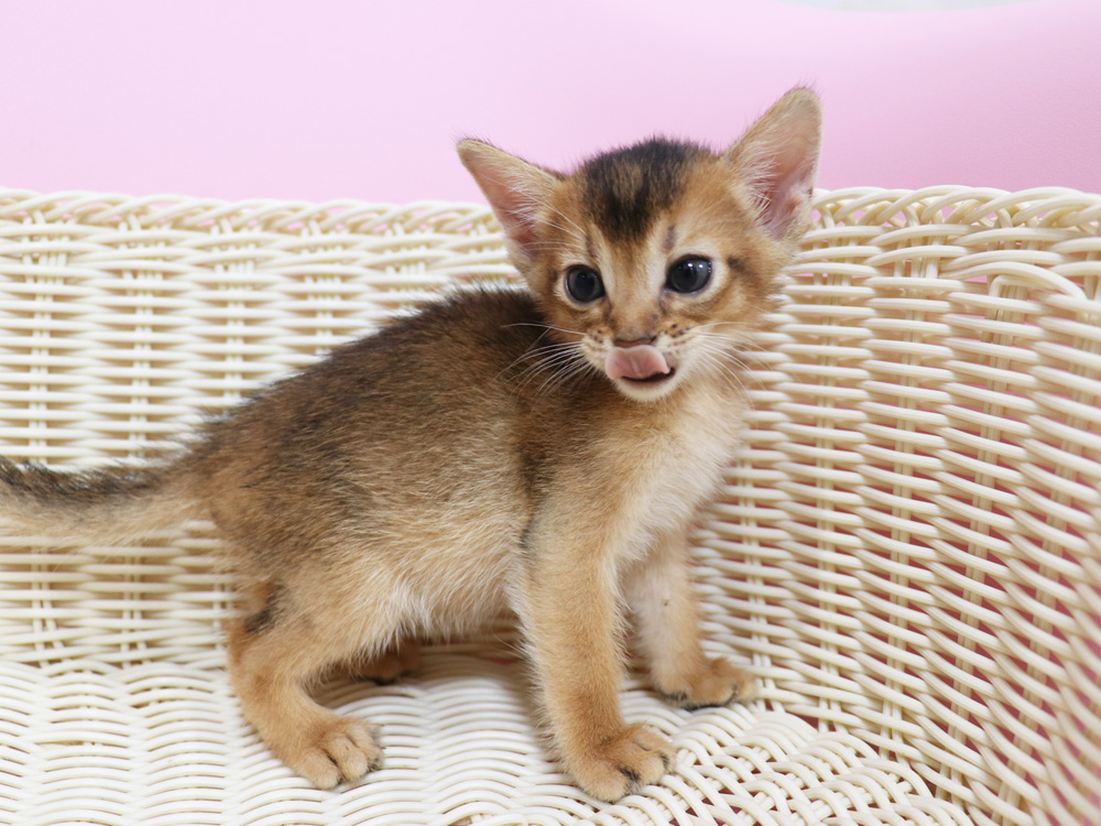 アビシニアンの子猫画像