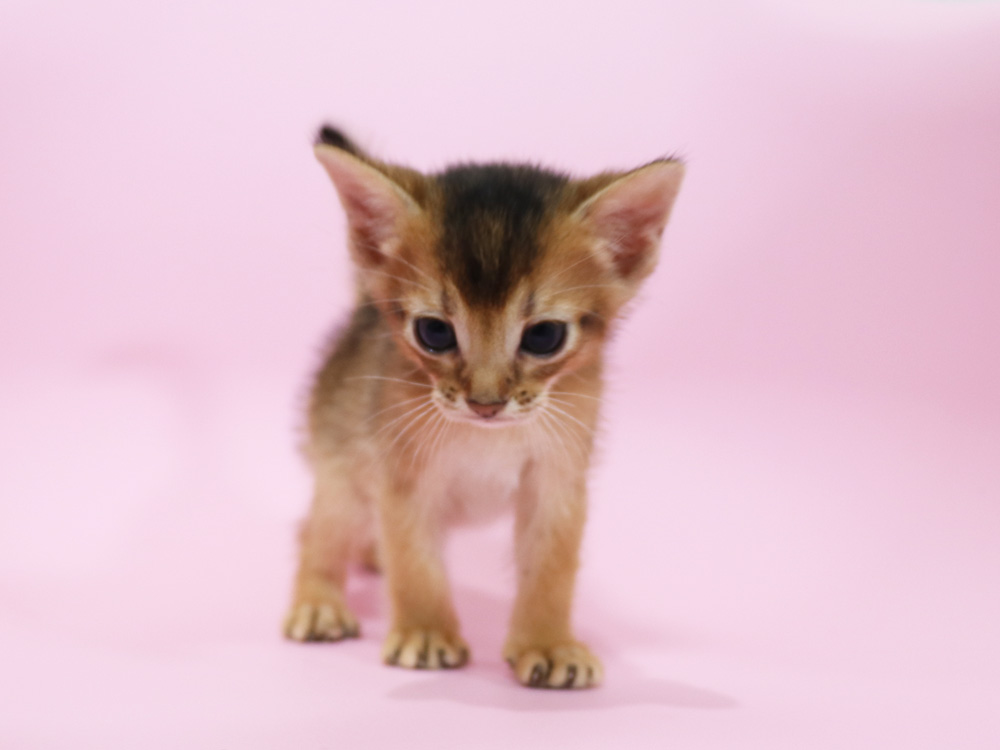 アビシニアンの子猫画像