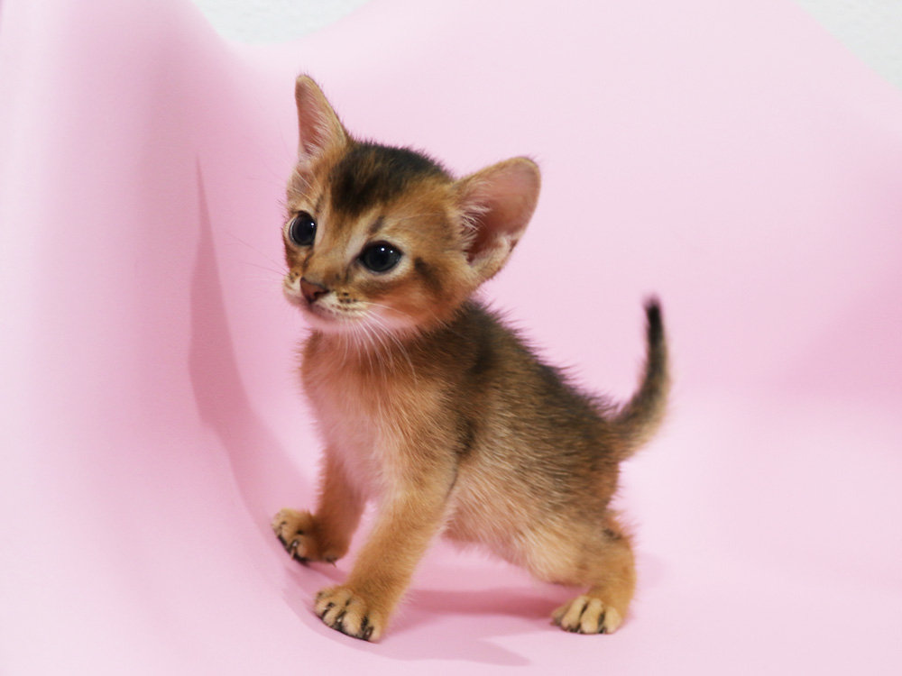 アビシニアンの子猫画像