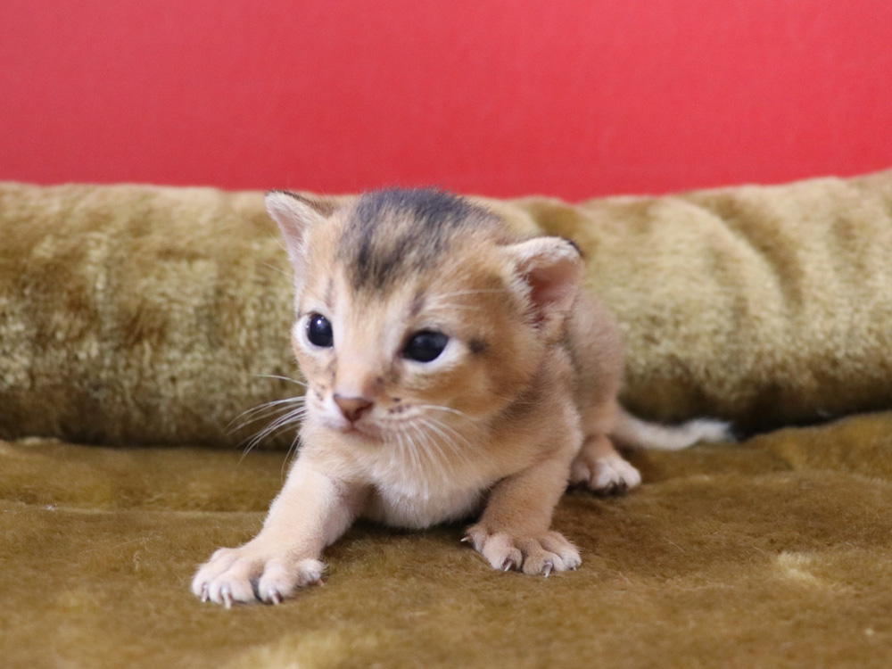 アビシニアンの子猫画像