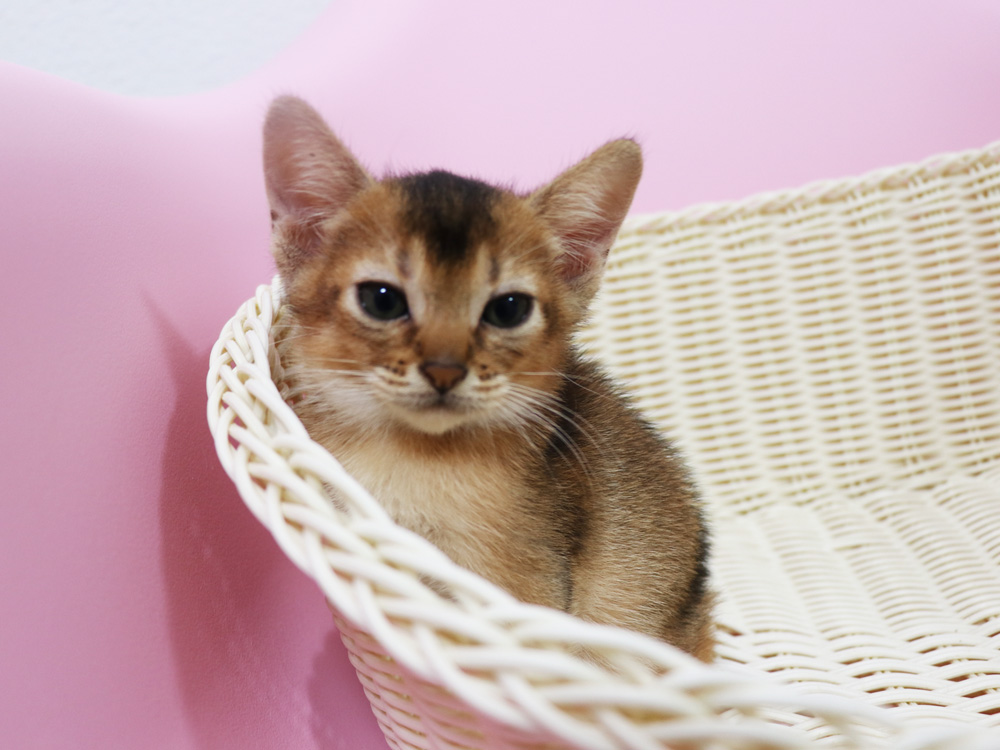 アビシニアンの子猫画像