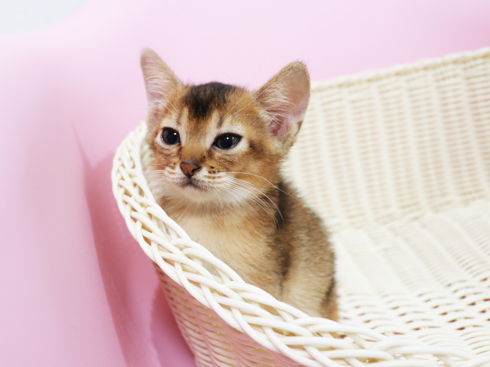 アビシニアンの子猫画像