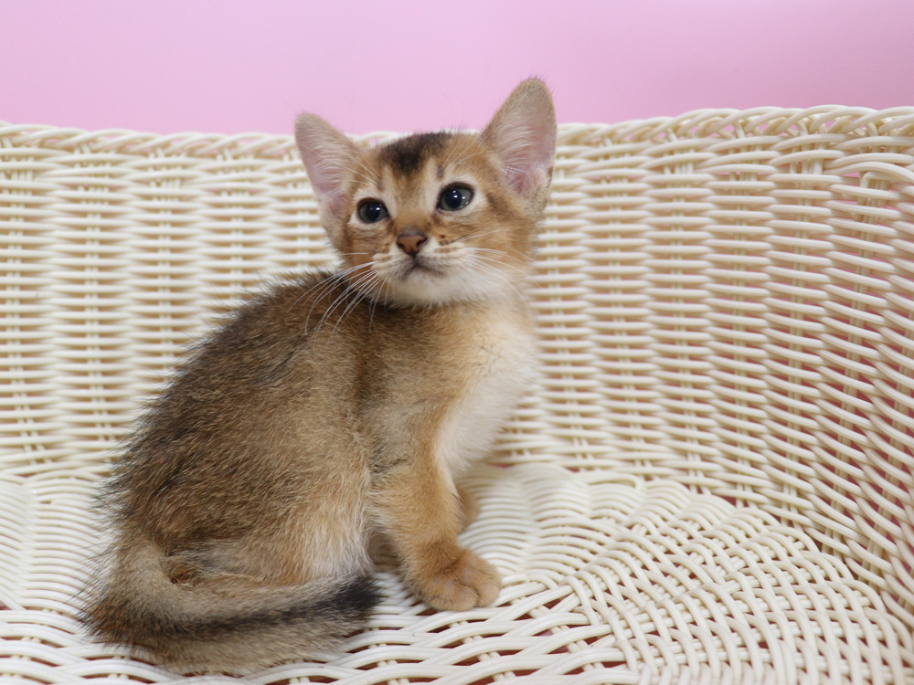 アビシニアンの子猫画像