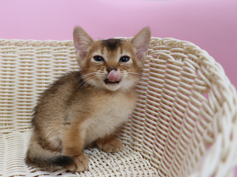 アビシニアンの子猫画像