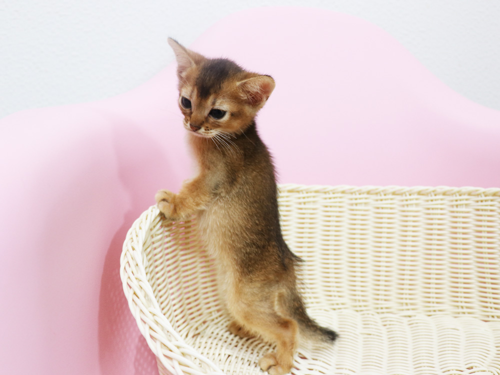 アビシニアンの子猫画像