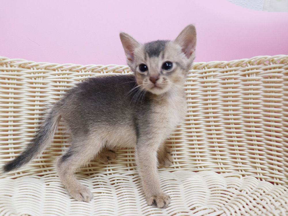 アビシニアンの子猫画像