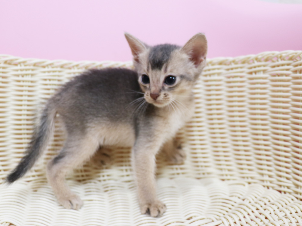 アビシニアンの子猫画像