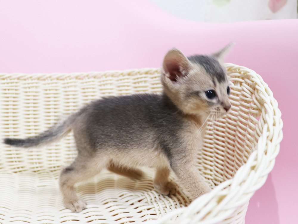 アビシニアンの子猫画像