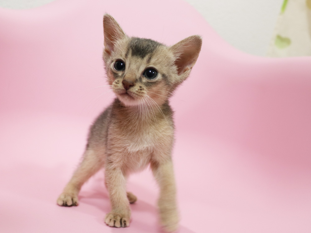 アビシニアンの子猫画像