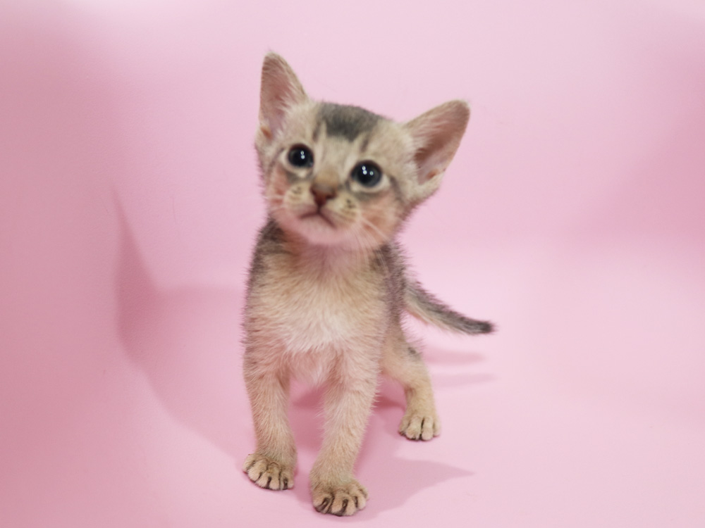 アビシニアンの子猫画像