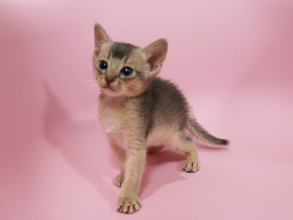 アビシニアンの子猫画像