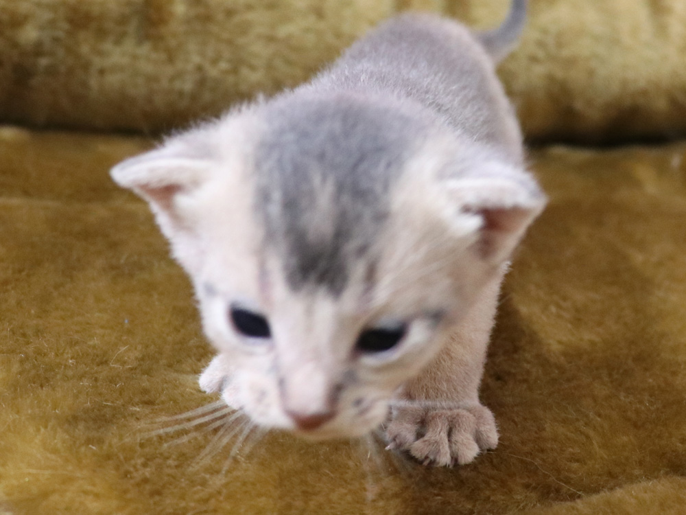 アビシニアンの子猫画像