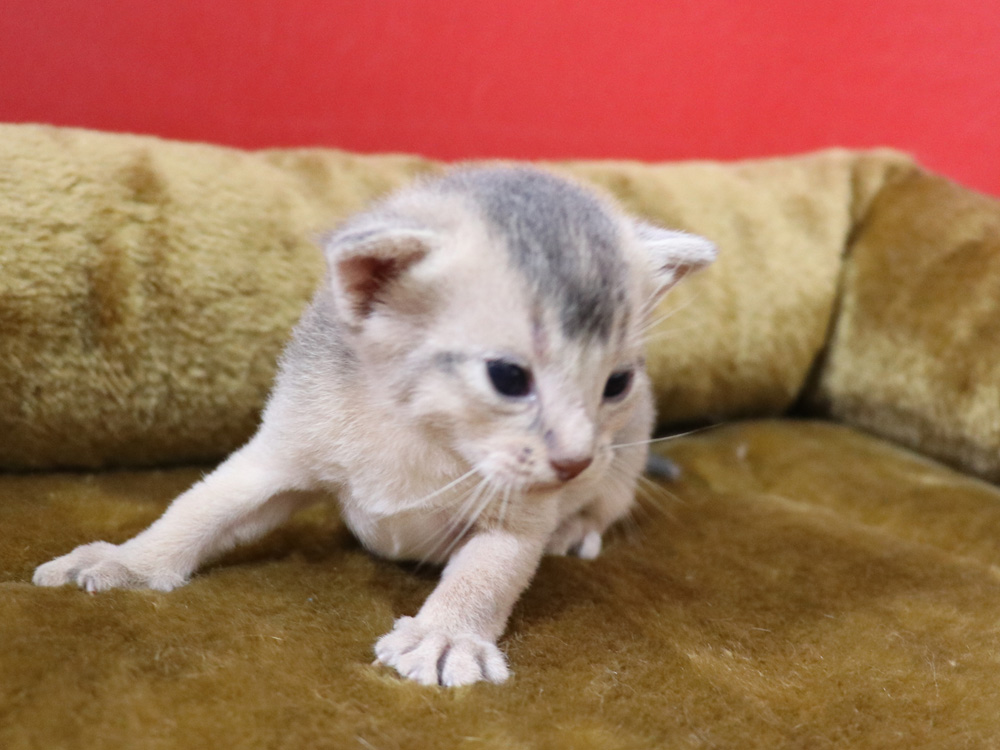 アビシニアンの子猫画像