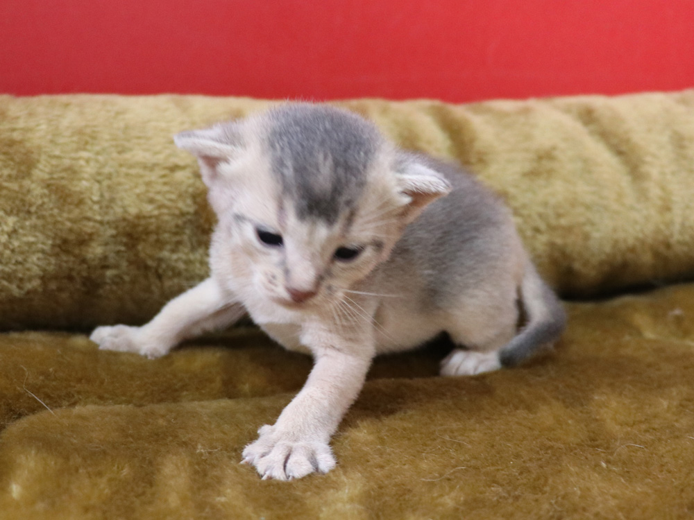 アビシニアンの子猫画像
