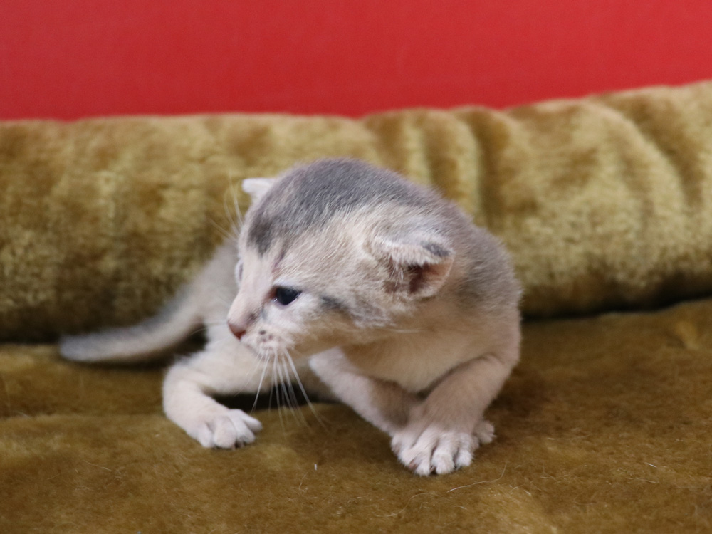 アビシニアンの子猫画像