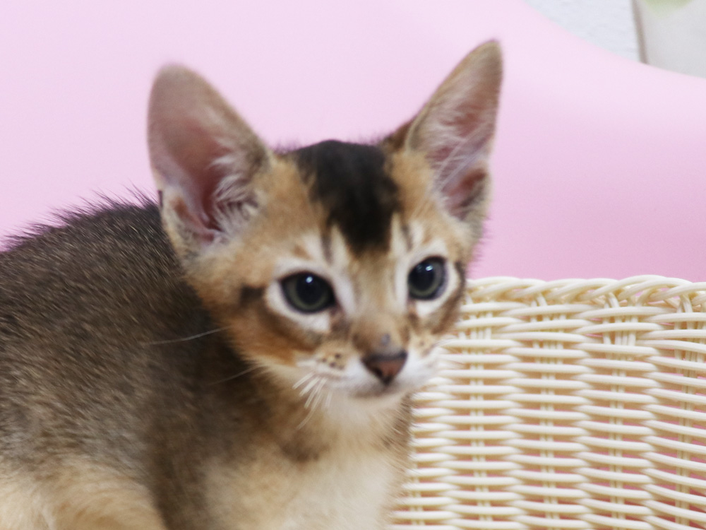 アビシニアンの子猫画像