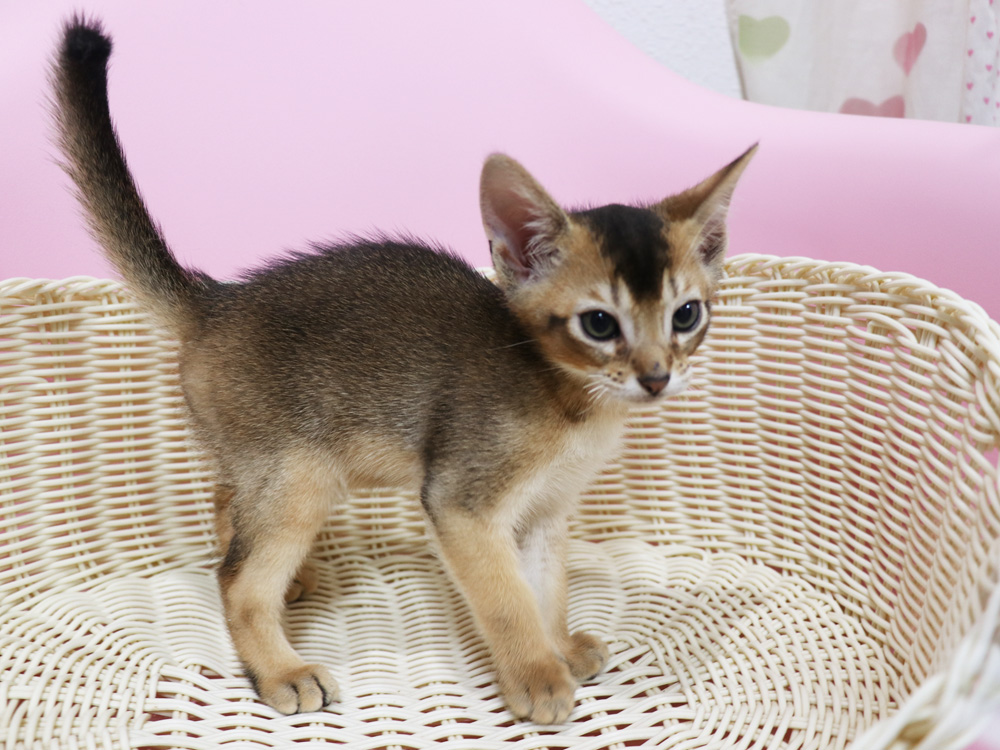 アビシニアンの子猫画像
