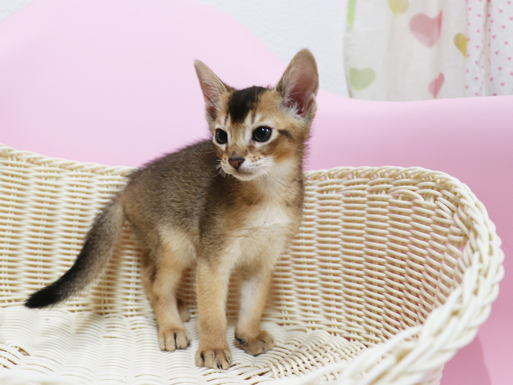 アビシニアンの子猫画像