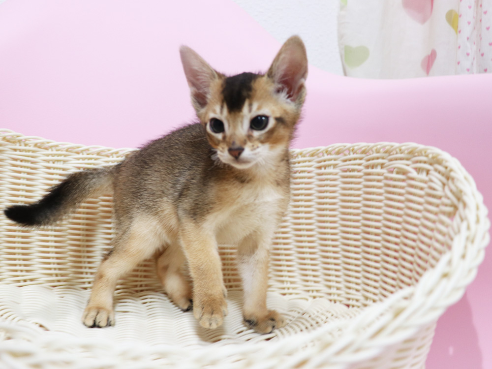 アビシニアンの子猫画像