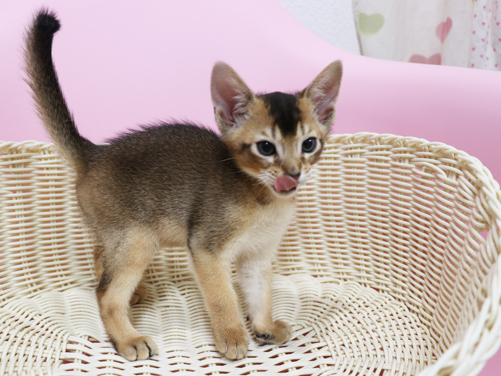 アビシニアンの子猫画像