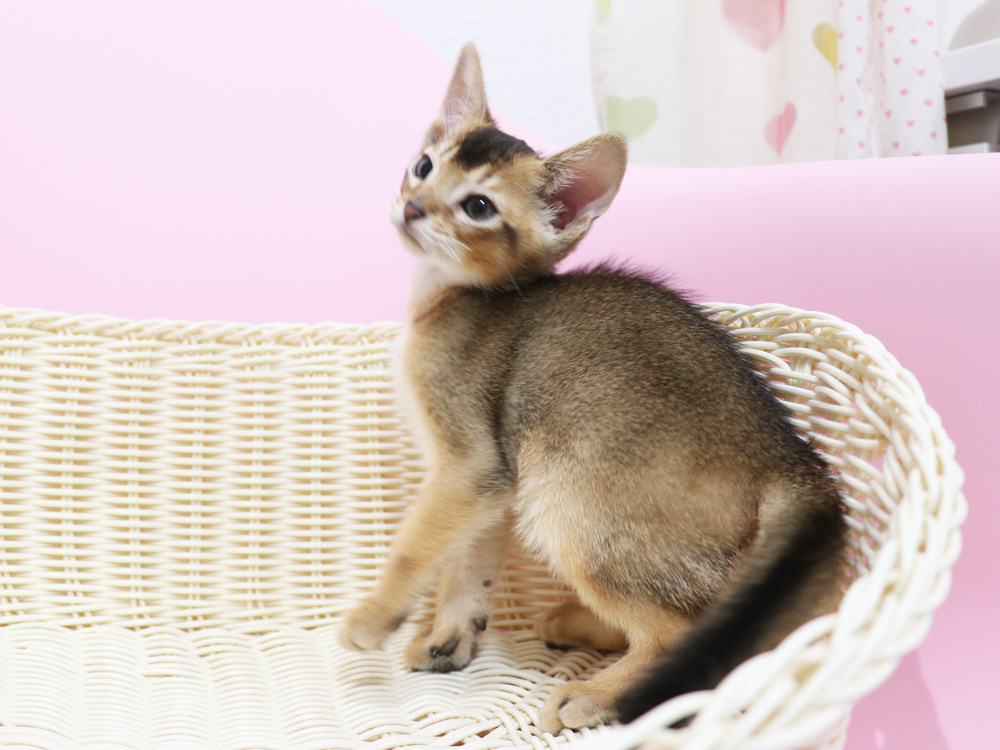 アビシニアンの子猫画像