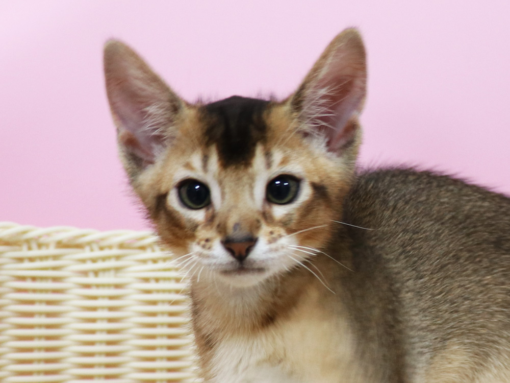 アビシニアンの子猫画像