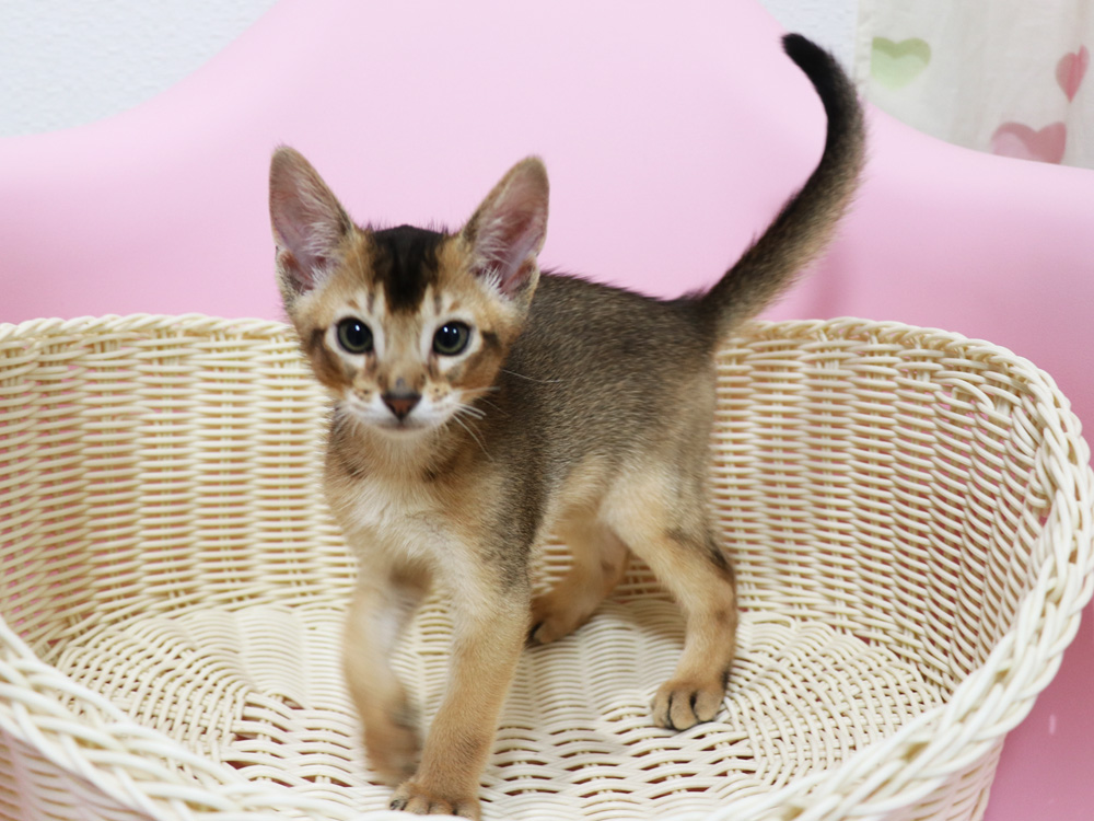 アビシニアンの子猫画像