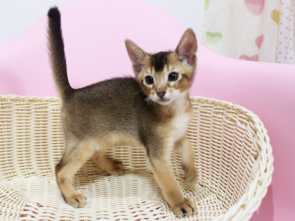 アビシニアンの子猫画像