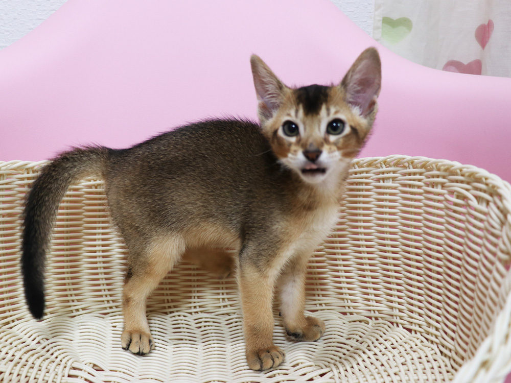 アビシニアンの子猫画像