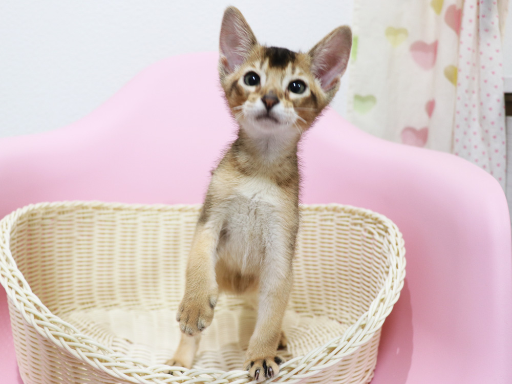 アビシニアンの子猫画像