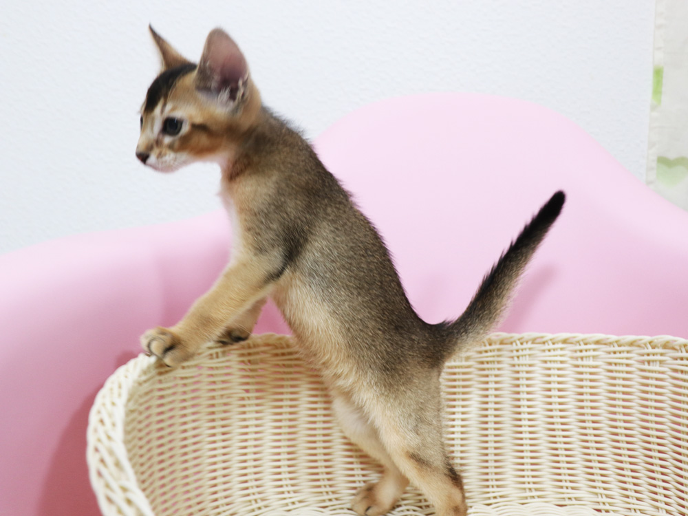 アビシニアンの子猫画像