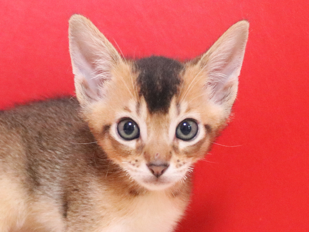 アビシニアンの子猫画像